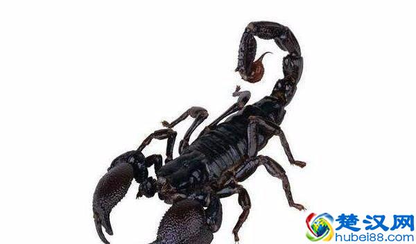 乡村晓芸讲解：我国常见的蝎子种类有哪些？蝎子人工养殖技术分享