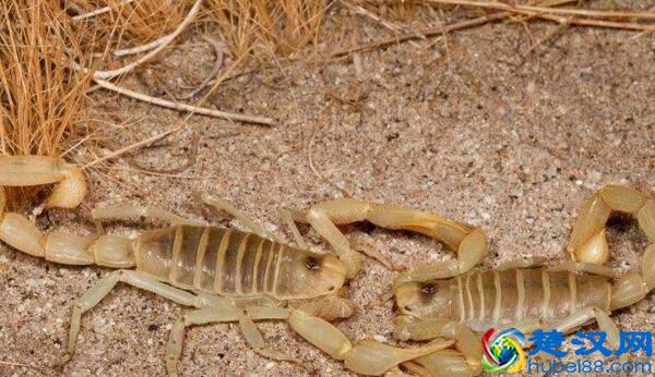 乡村晓芸讲解：我国常见的蝎子种类有哪些？蝎子人工养殖技术分享
