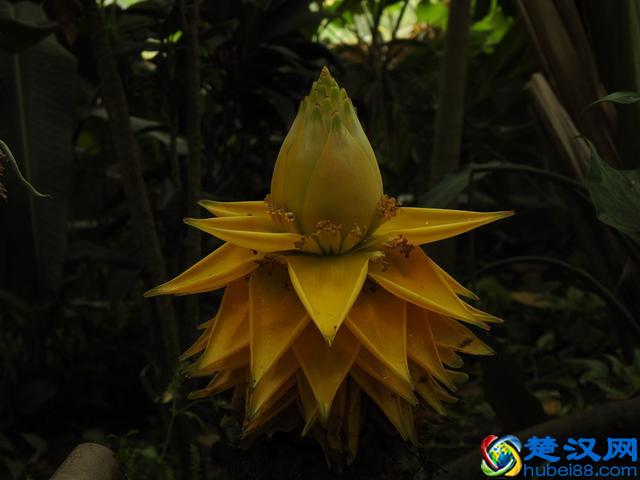 「视频」金秋十月开啥花？除了菊花竟还有樱花！