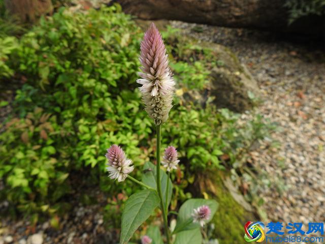 「视频」金秋十月开啥花？除了菊花竟还有樱花！