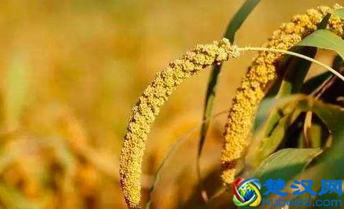 五谷丰登中的“五谷”指什么