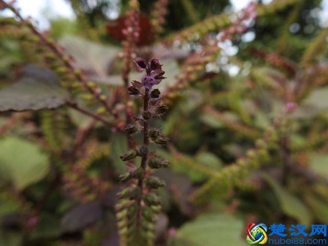 「视频」金秋十月开啥花？除了菊花竟还有樱花！