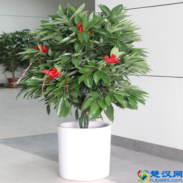 亲朋好友“乔迁新居”，送这3种花，寓意：平安、富贵！