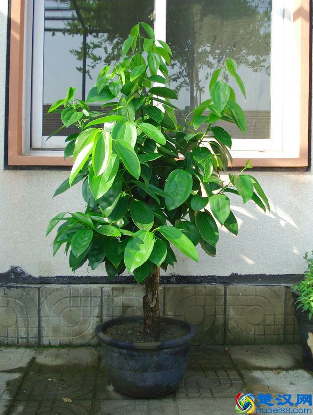 亲朋好友“乔迁新居”，送这3种花，寓意：平安、富贵！