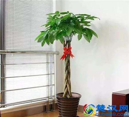 亲朋好友“乔迁新居”，送这3种花，寓意：平安、富贵！