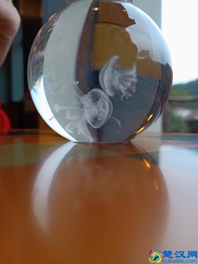 水母宝宝是买回来了，但是不知道咋喂？