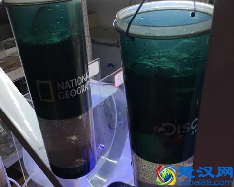 水母宝宝是买回来了，但是不知道咋喂？