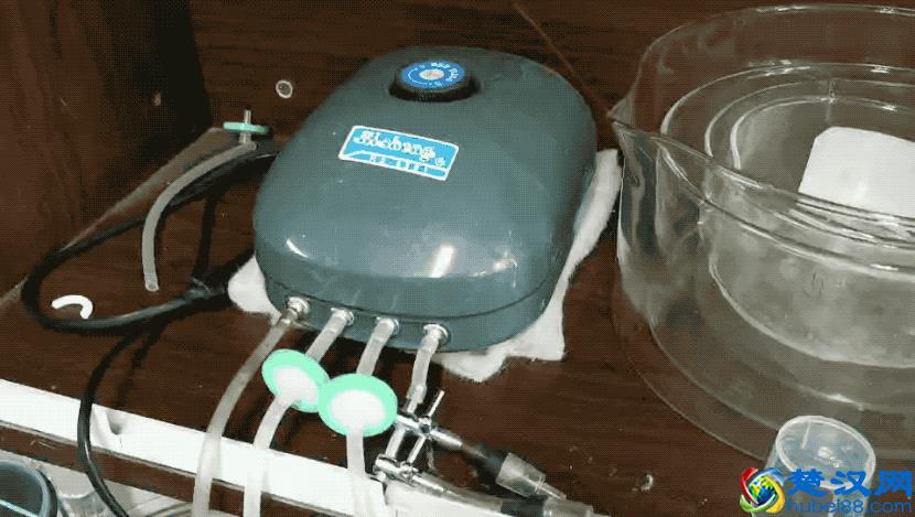 水母宝宝是买回来了，但是不知道咋喂？