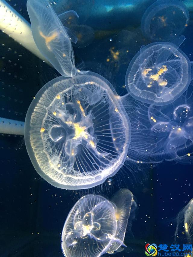 水母宝宝是买回来了，但是不知道咋喂？