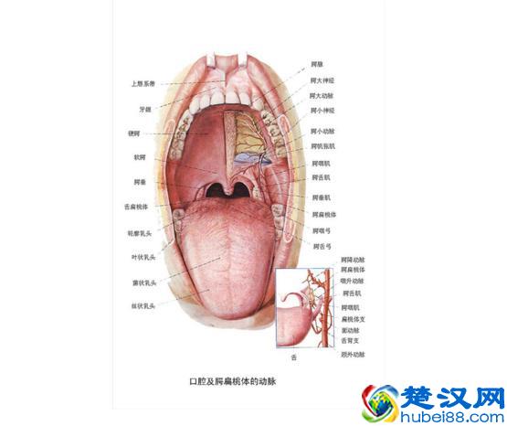 治疗扁桃体炎的方法