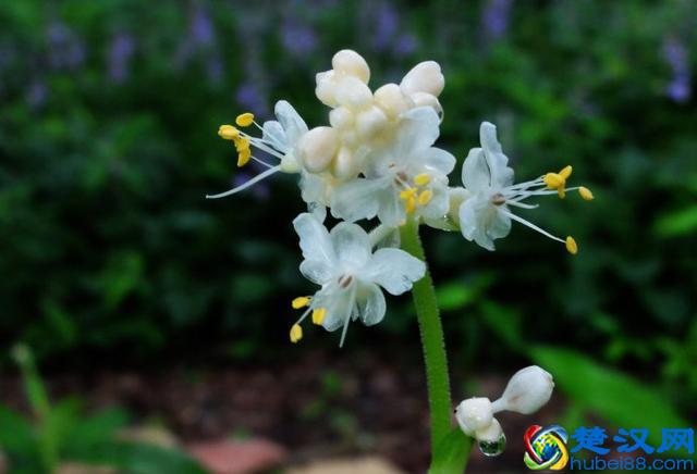 成语“望洋兴叹”典故里，“望洋向若而叹”，“若”是什么？