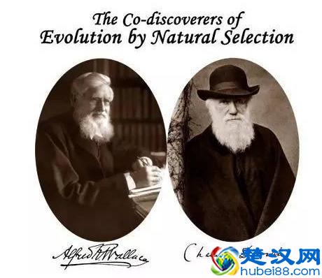 发明生物演化论的达尔文，也许是科学史上的一个异数！