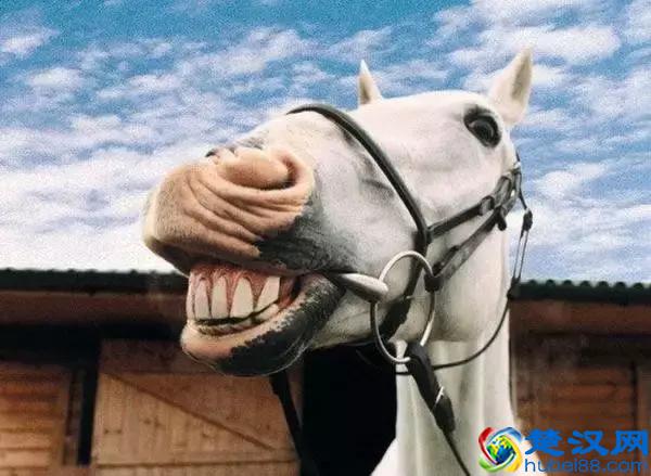 马力到底是什么，活塞运动又是什么？