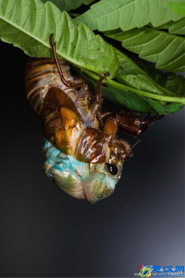 金蝉脱壳全过程，一睹为快