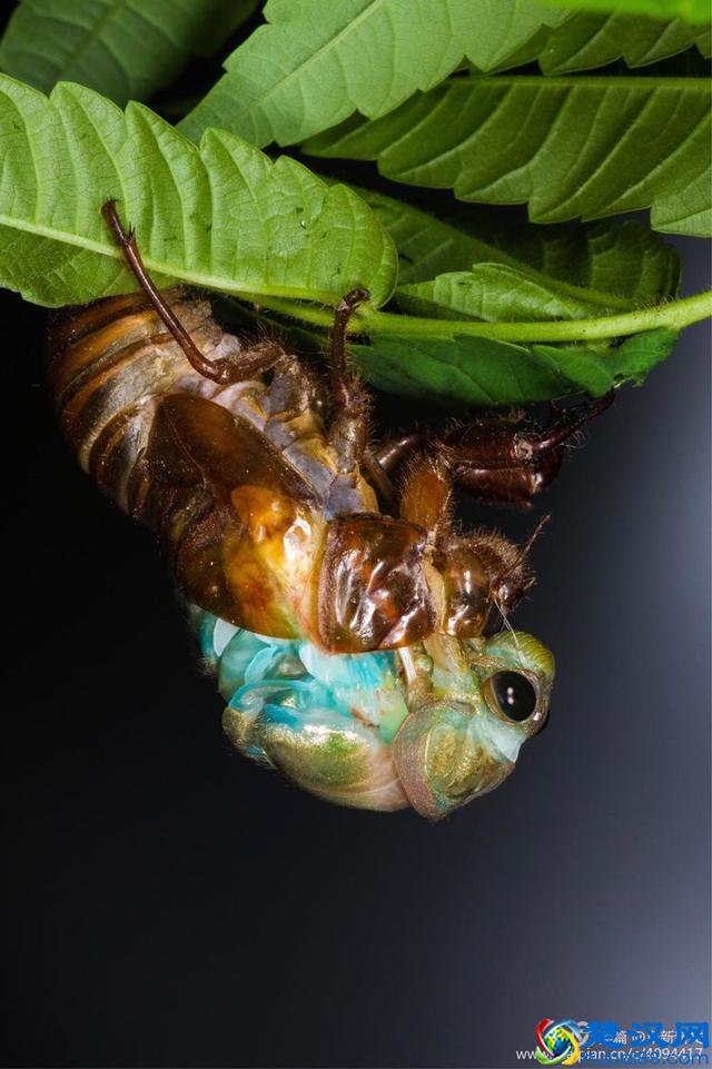 金蝉脱壳全过程，一睹为快