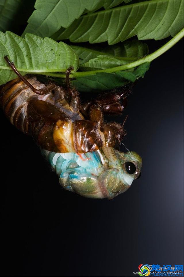 金蝉脱壳全过程，一睹为快