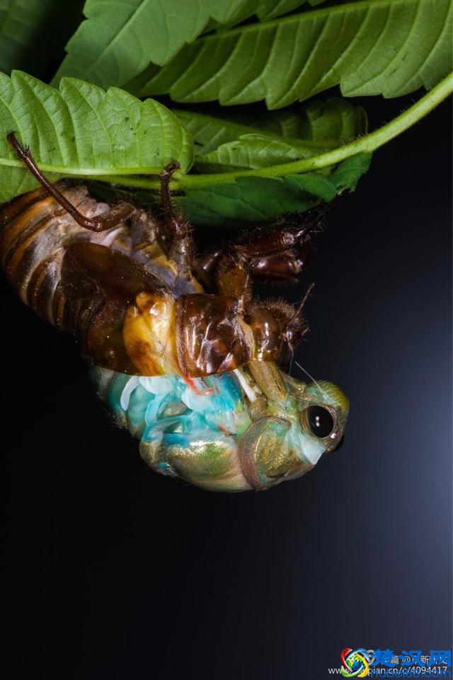 金蝉脱壳全过程，一睹为快