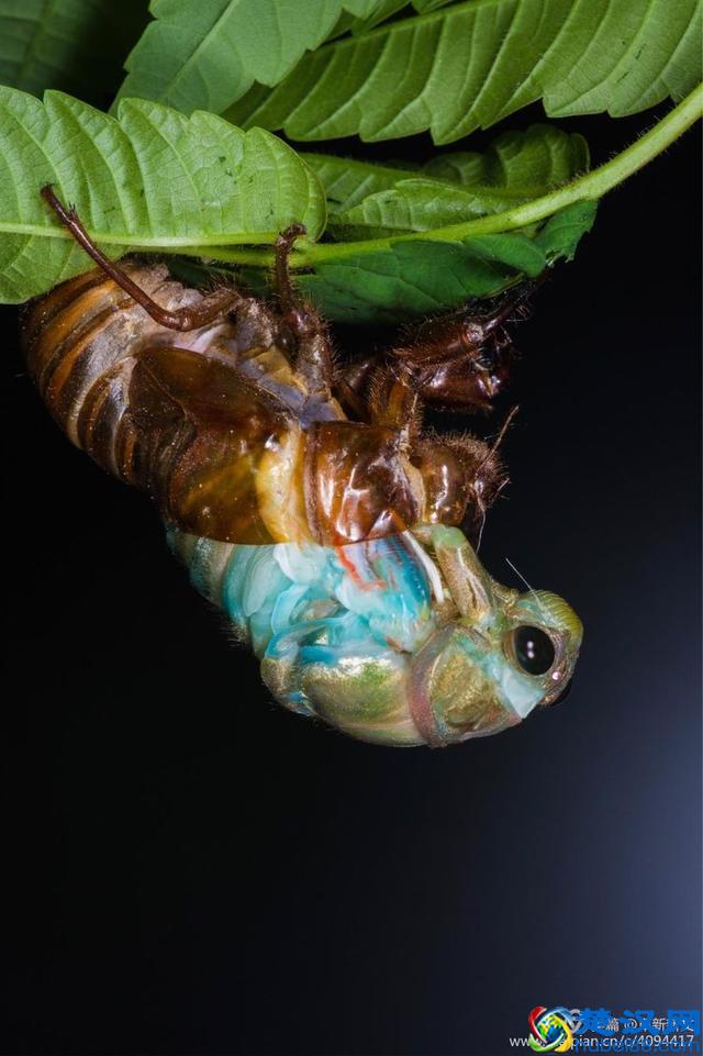 金蝉脱壳全过程，一睹为快