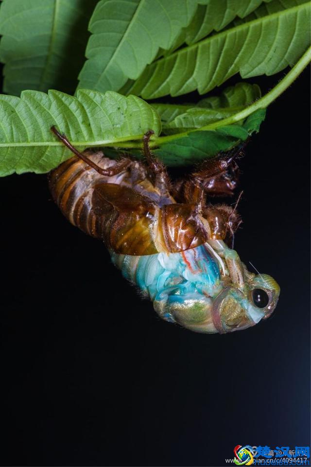 金蝉脱壳全过程，一睹为快