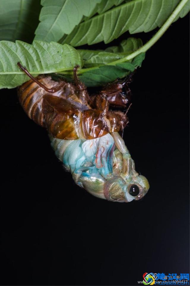 金蝉脱壳全过程，一睹为快