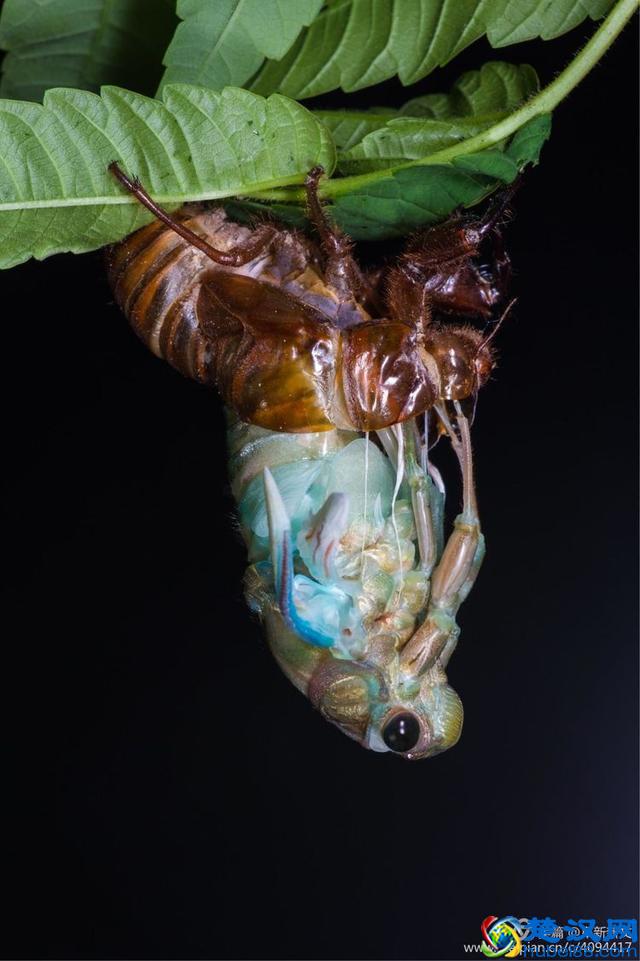 金蝉脱壳全过程，一睹为快