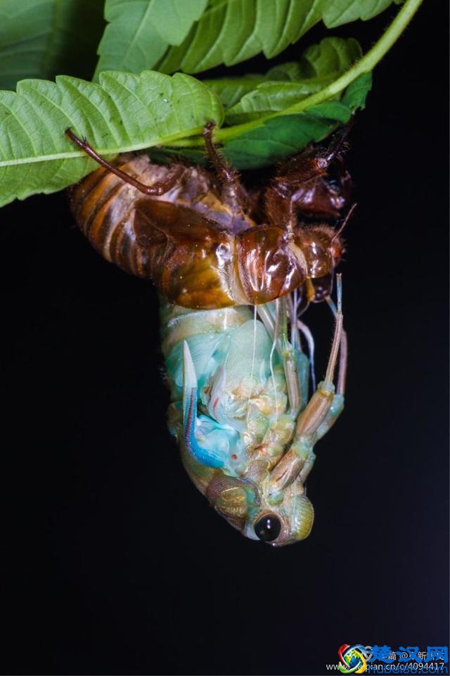 金蝉脱壳全过程，一睹为快