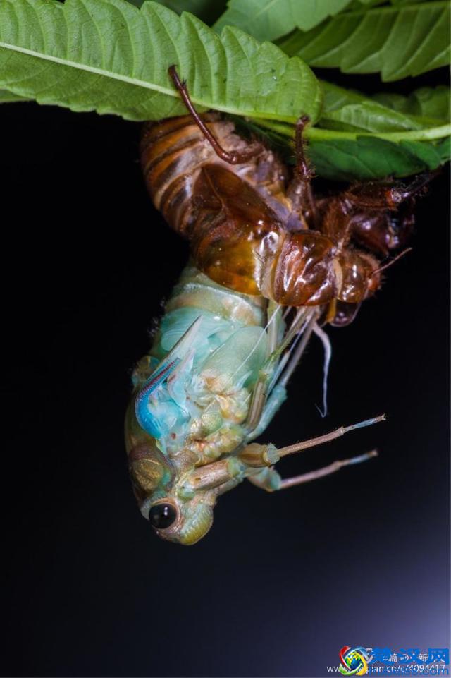 金蝉脱壳全过程，一睹为快