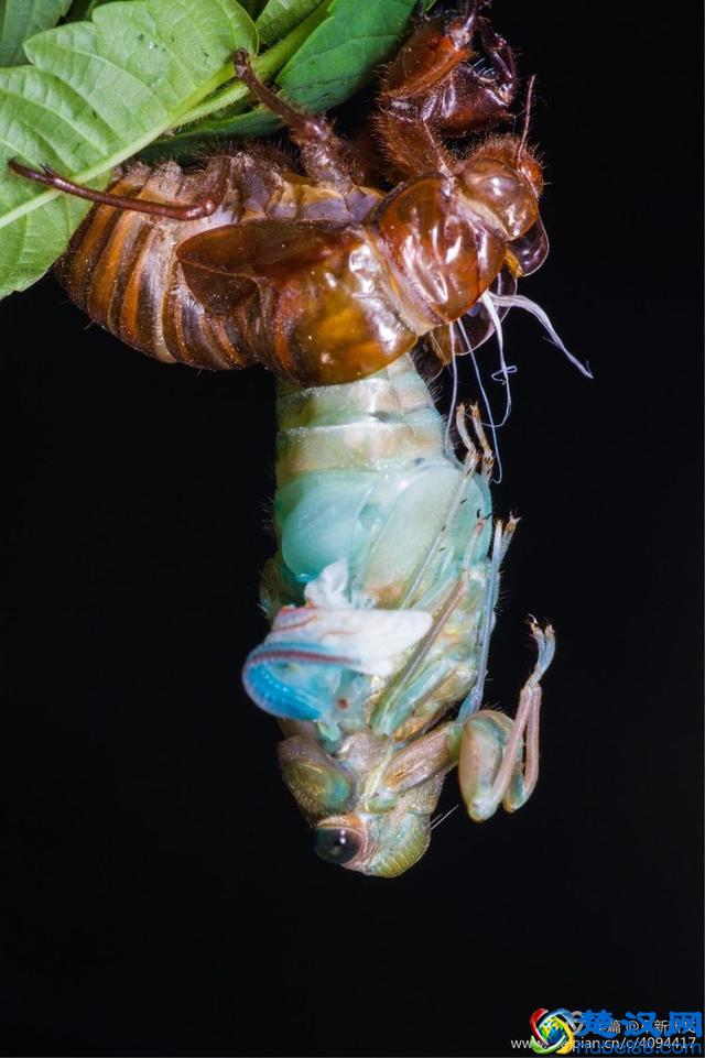 金蝉脱壳全过程，一睹为快