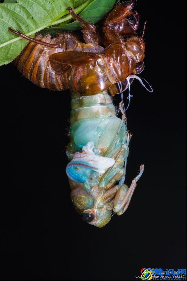 金蝉脱壳全过程，一睹为快