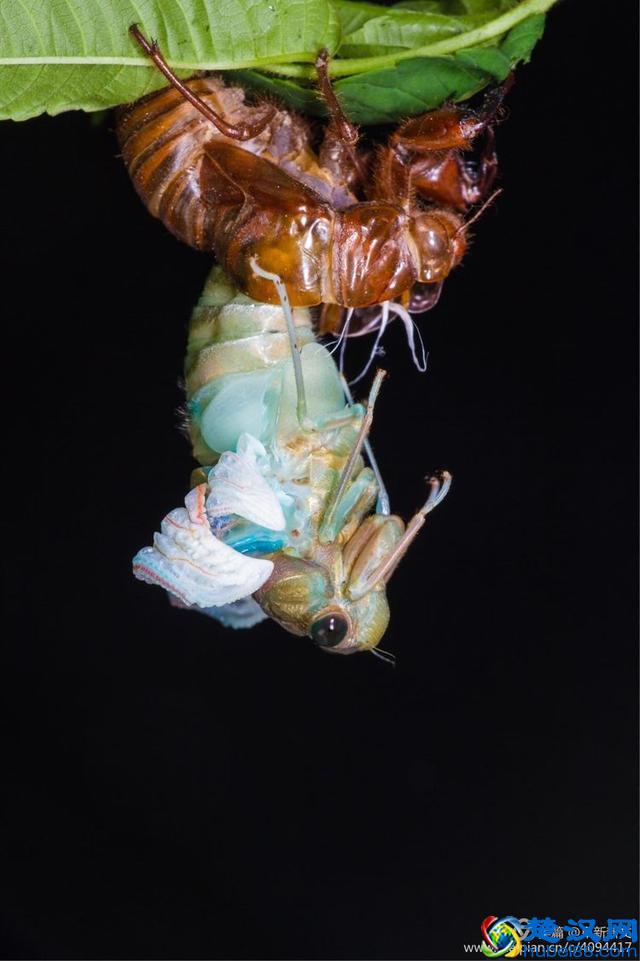 金蝉脱壳全过程，一睹为快