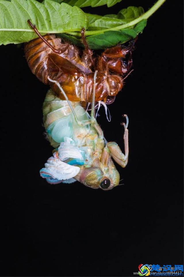 金蝉脱壳全过程，一睹为快