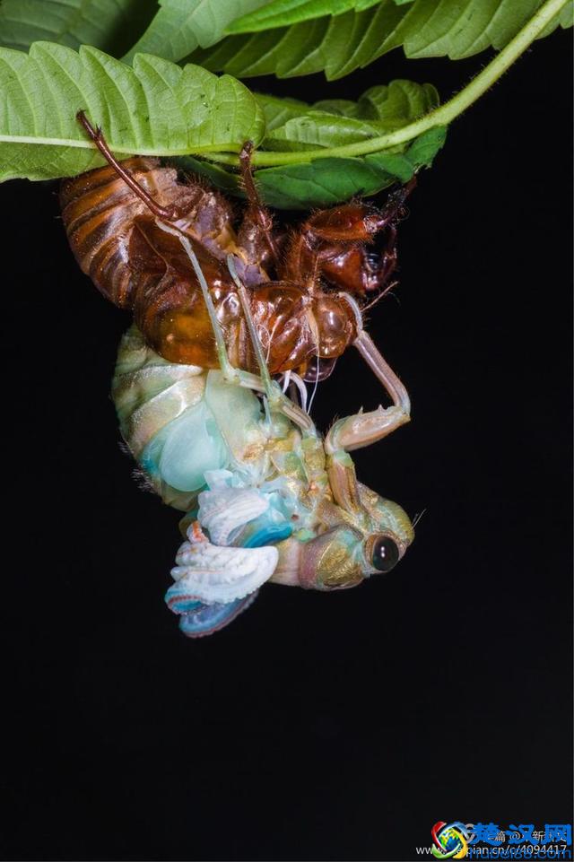 金蝉脱壳全过程，一睹为快