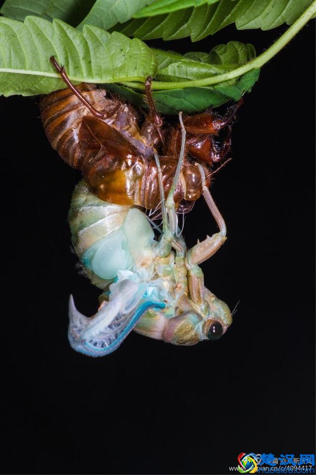 金蝉脱壳全过程，一睹为快