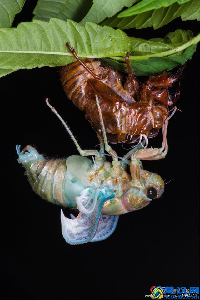 金蝉脱壳全过程，一睹为快