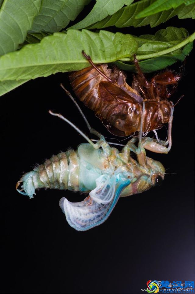 金蝉脱壳全过程，一睹为快