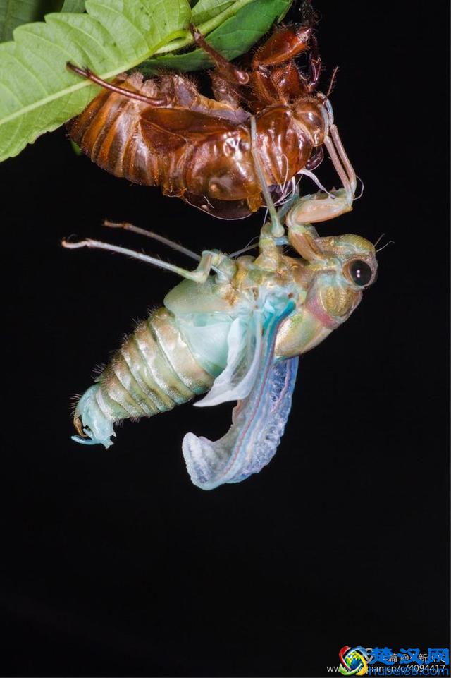 金蝉脱壳全过程，一睹为快