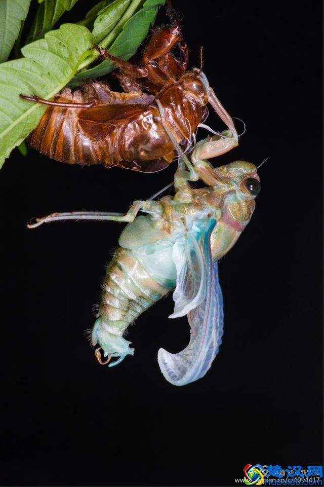 金蝉脱壳全过程，一睹为快