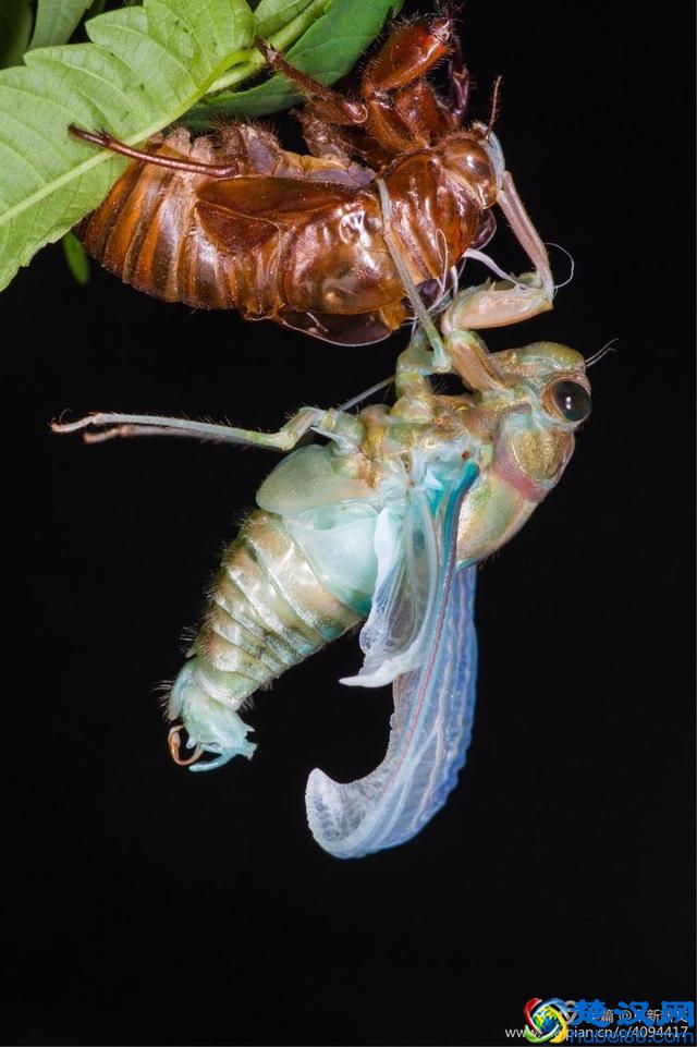 金蝉脱壳全过程，一睹为快