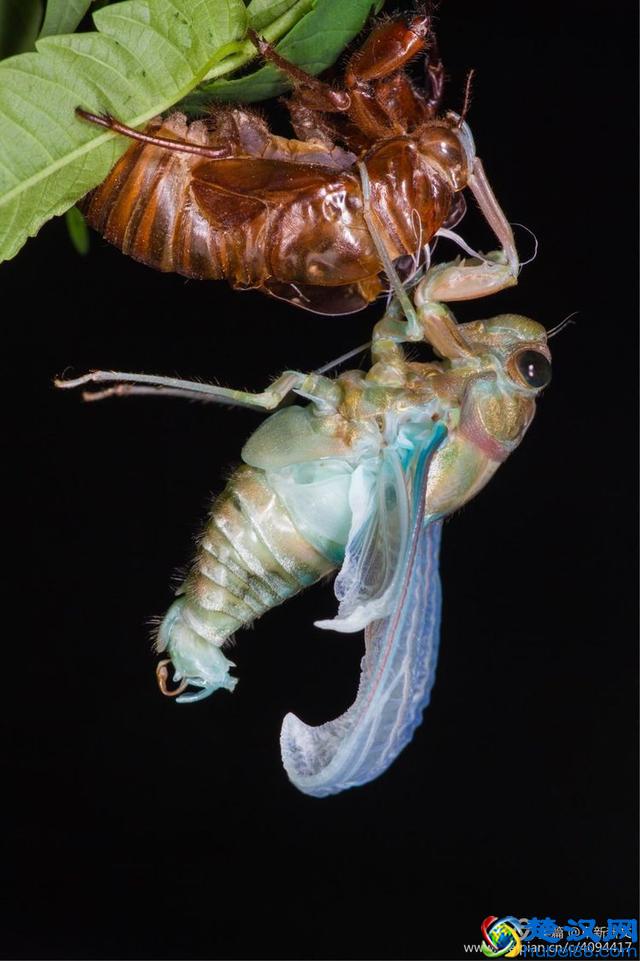 金蝉脱壳全过程，一睹为快
