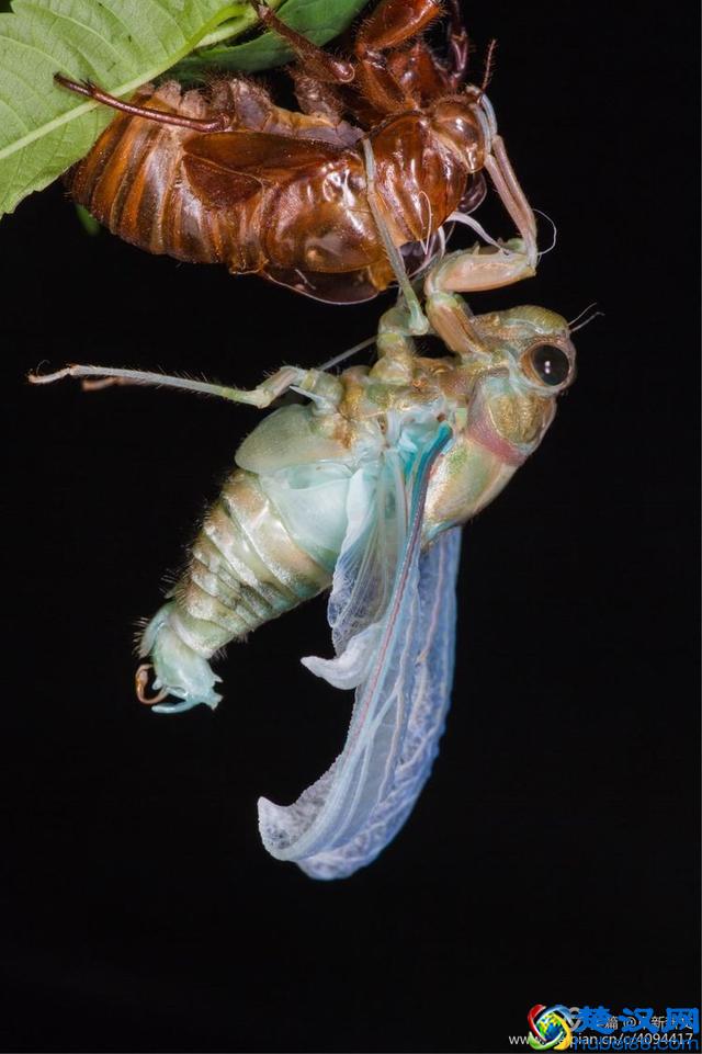 金蝉脱壳全过程，一睹为快