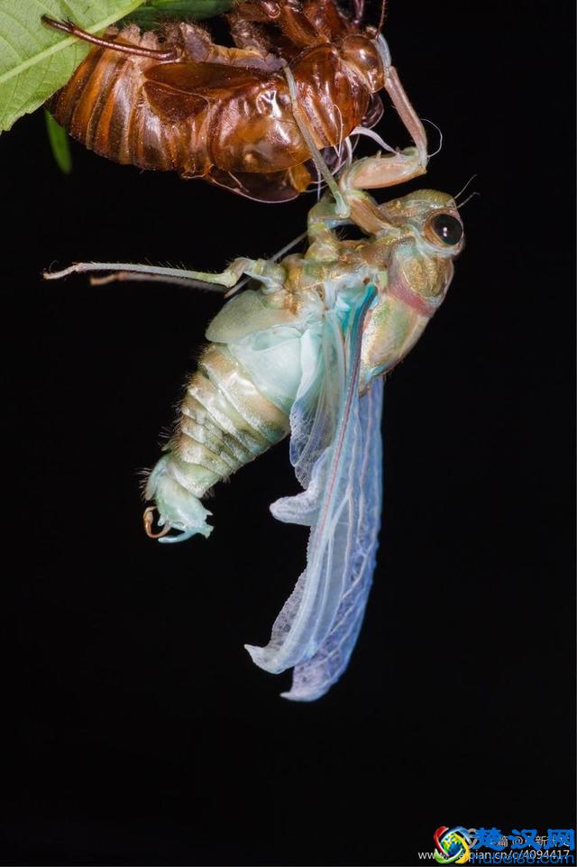 金蝉脱壳全过程，一睹为快