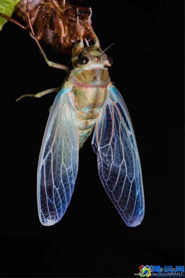 金蝉脱壳全过程，一睹为快