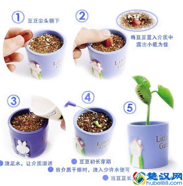 种植随手记-魔豆篇