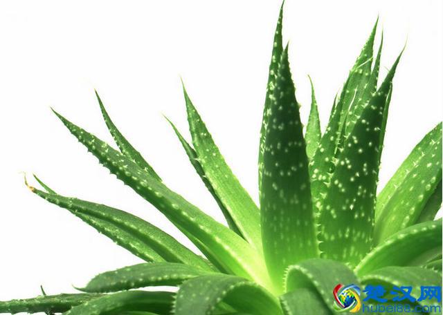 脸上长斑又老又丑？教你一招一个星期让你清除斑点