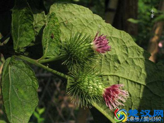 牛蒡是什么？揭秘牛蒡的药用价值
