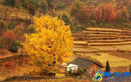 北方秋天成熟的水果有哪些 北方秋天吃什么水果好