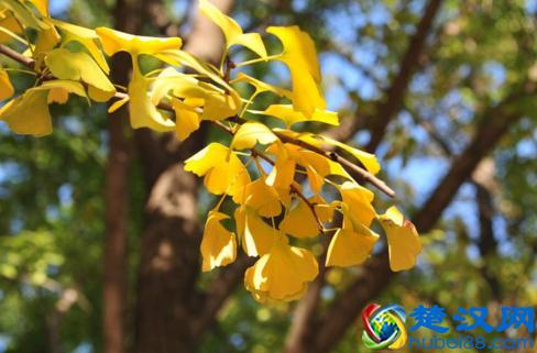 北方秋天成熟的水果有哪些 北方秋天吃什么水果好