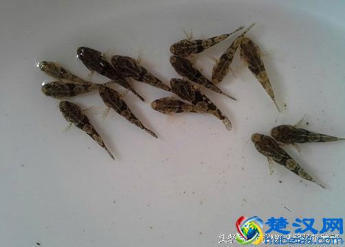 养鱼技术有决窍, 八字精华要记牢