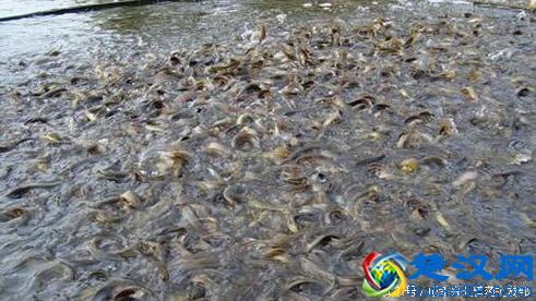 养鱼技术有决窍, 八字精华要记牢