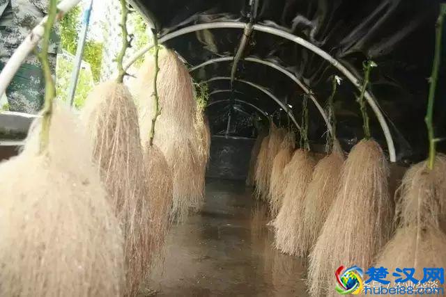 想转行做蔬菜无土栽培！三大技术先学会